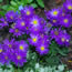 Aster nova-belgii Blue Autumn